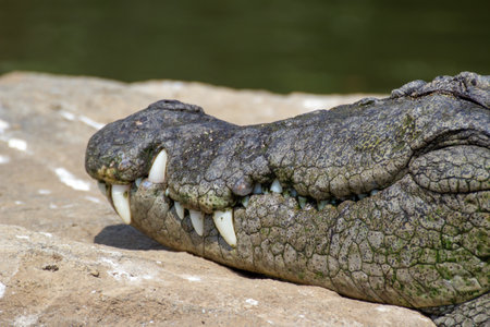 Close up shot of a sleeping crocodile's face in a bird sanctuaryの写真素材