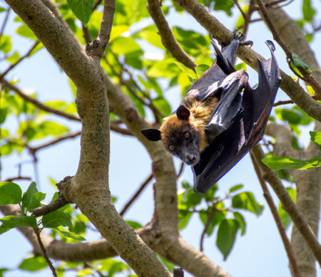Close up shot of a fruit bat hanging from a tree in a bird sanctuaryの写真素材