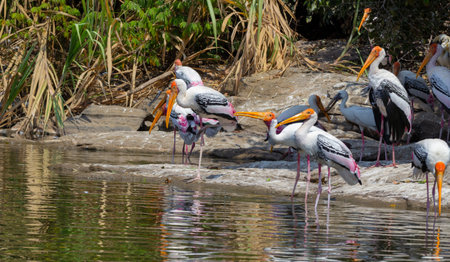 A group of painted storks drinking water and sunbathing in summers in a bird sanctuaryの写真素材
