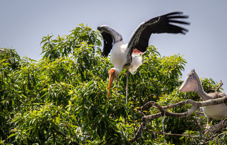 Painted stork holding leaves in it's beak sitting on a tree with pink backed pelican and ready to flyの写真素材
