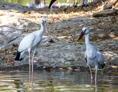 Close up shot of an Asian open billed storks holding leaves in it's beak standing in a river.の写真素材