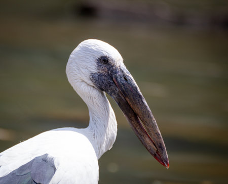 Close up shot of a asian open billed storkの写真素材