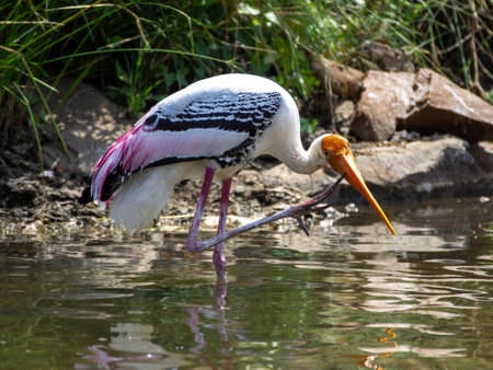 Close up shot of a painted stork sitting in a river scratching it's earの写真素材