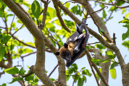 Close up shot of a fruit bat hanging from a tree in a bird sanctuaryの写真素材