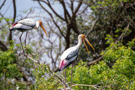 Close up shot of a painted stork sitting on a branch of a treeの写真素材