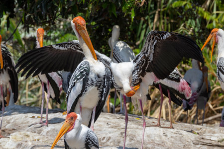 A painted stork standing with it's wings spread in group of painted storks sunbathing in summersの写真素材
