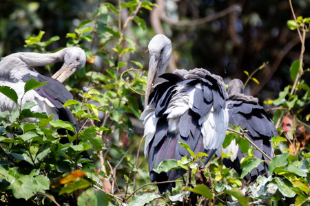 Close up shot of a asian open billed stork sitting on a tree with it's face turned backの写真素材