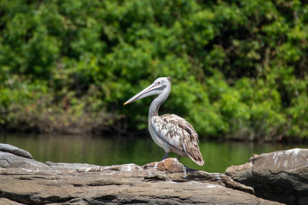 Close up shot of a spot billed pelican sitting on a rock with trees on the backgroundの写真素材