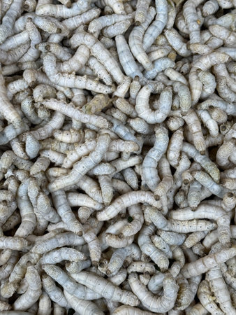 Close up shot of matured silkworms ready for spinning silkの写真素材