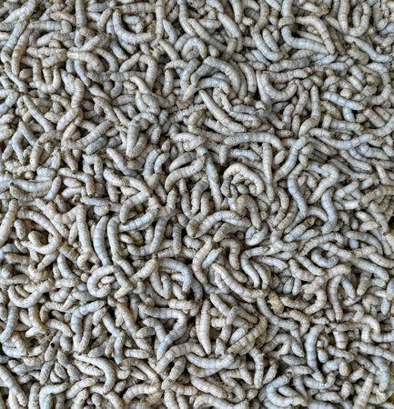 Heap of Matured silkworms ready for spinning silkの写真素材