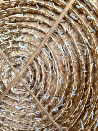 Silkworms on Bamboo Spiral Frame in Sericulture Farmの写真素材
