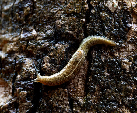 Macro shot of a slug