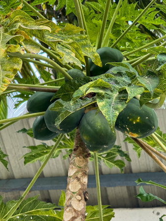 Close up shot of a papaya tree with lots of papaya taken from belowの写真素材