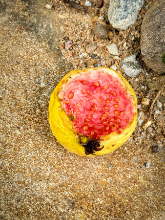 Close up of a half eaten guava fallen on the groundの写真素材