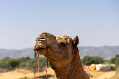 Close up shot of a camels face sitting in desert used for safariの写真素材