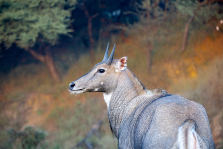 Portrait of a Nilgai or Blue bell spotted in a safariの写真素材