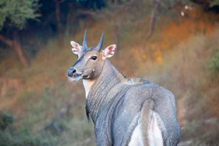 Portrait of a Nilgai or Blue bull with its tongue out spotted in a safariの写真素材