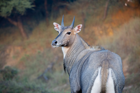 Portrait of a Nilgai or Blue bell spotted in a safariの写真素材