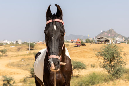 Front shot of a horse standing in a desert used for safariの写真素材