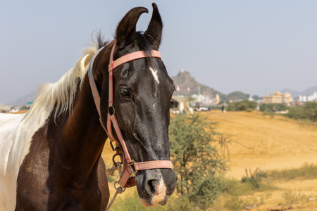 Close up of a horse standing in a desertの写真素材