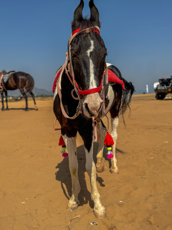 Close up of a horse standing in a desert used for safariの写真素材