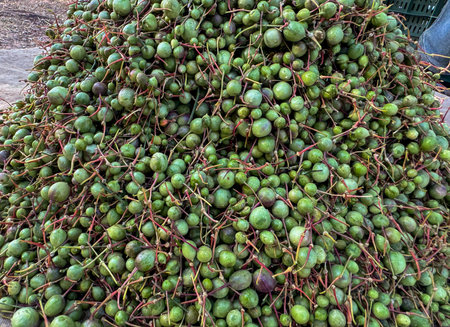 Ker is a fruit also known as caper berry is found in Rajasthan, Indiaの写真素材