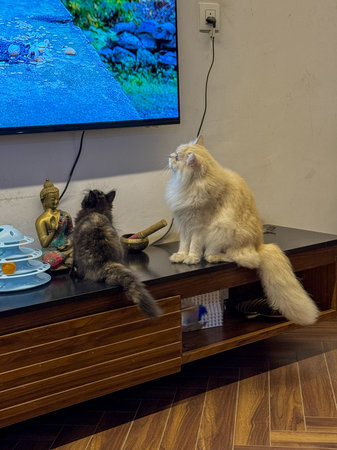 Black kitten and white persian cat watching