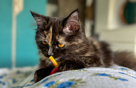 A calico persian kitten playing with a toy