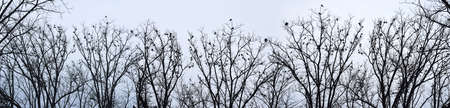 crows on treesの写真素材