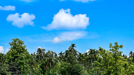 Beautiful sunny sky in tropical regionの写真素材