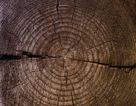Wooden texture section with cracked places.Age rings on the cut.