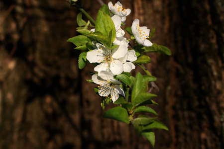 Branch with white flowers and fresh green leaves.Spring fresh, fragrant flower.