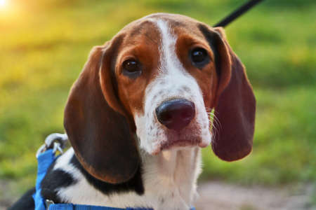 Cute beagle sitting on a leash.