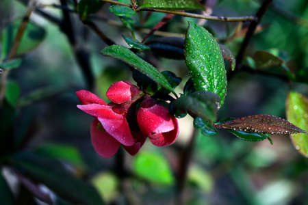 Spring flowers with dew on them.Low key photography.Fresh foliage and beautiful flowers outdoor.の写真素材