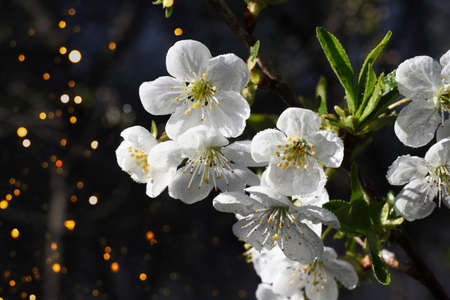 Low key photography.Branch with white flowers.Macro photography.Delicate blossom of beautiful cherry...