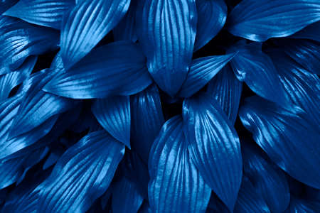 Glossy leaves colored in blue shade,color of the year 2020.Beautiful abstract background,copy space.Natural backdrop.Low key photography.の写真素材