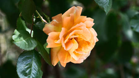 Closeup photography of beautiful rose in the garden.Horizontal floral banner.Copy space for text.