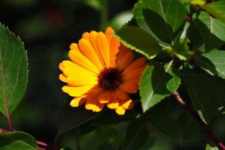 Orange marigold closeup with insect on it.Beautiful floral background.Summer flower in the...