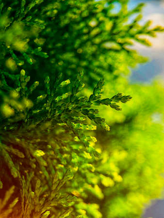 Abstract foliage background with green leaves.Copy space for text.Natural organic backdrop.Vertical...