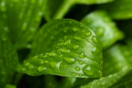 Macro photography of the green glossy leaf with rain drops.Fresh spring foliage with water...
