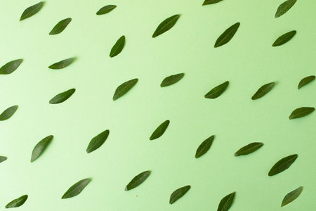 Mint background with fresh green leafs on it.Copy space for text.Organic,natural concept.