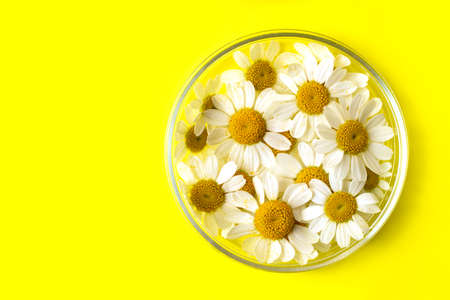 Top view of fresh chamomiles in the petri dish.Bright yellow background,good as summer banner with copy space.の写真素材