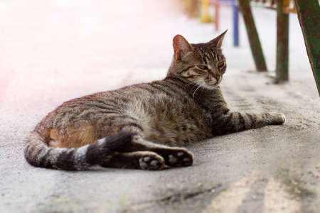 Street cat with narrowed eyes lies on the pavement.の写真素材