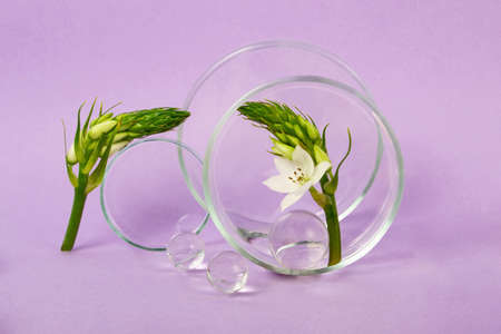 Petri dishes staying on the purple backgrounds with flower branch inside.Glass balls near it.Concept of the research and creating cosmetics.の写真素材