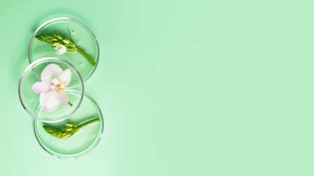 Top view of the petri dishes with transparent gel inside.Fresh orchid and foliage in it.Concept of the research and preparing cosmetic.Mint backgroun, large banner.の写真素材