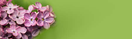 Macro photography of blooming lilac branch with rays of sun.Springtime blossom,purple color.Beautiful floral background,spring flowers,large banner with copy space.の写真素材
