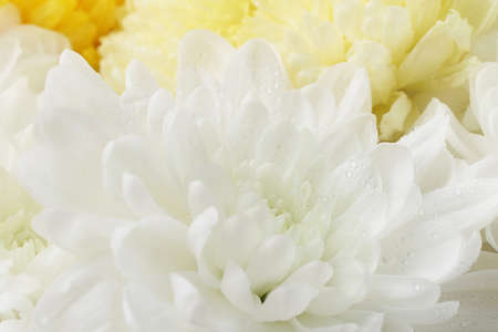 White and yellow chrysanthemums, macro photography.Natural background.の写真素材
