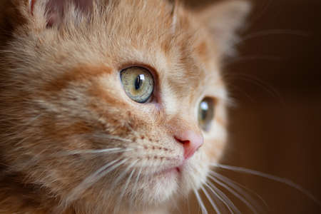 Closeup photography of the cute ginger cat with green eyes.の写真素材