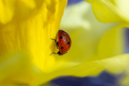 Closeup photography of ladybug on yellow petal.Springtime concept.の写真素材