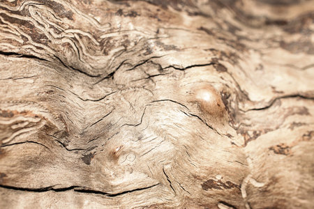 Closeup photography of the tree texture with whimsical patterns.の写真素材